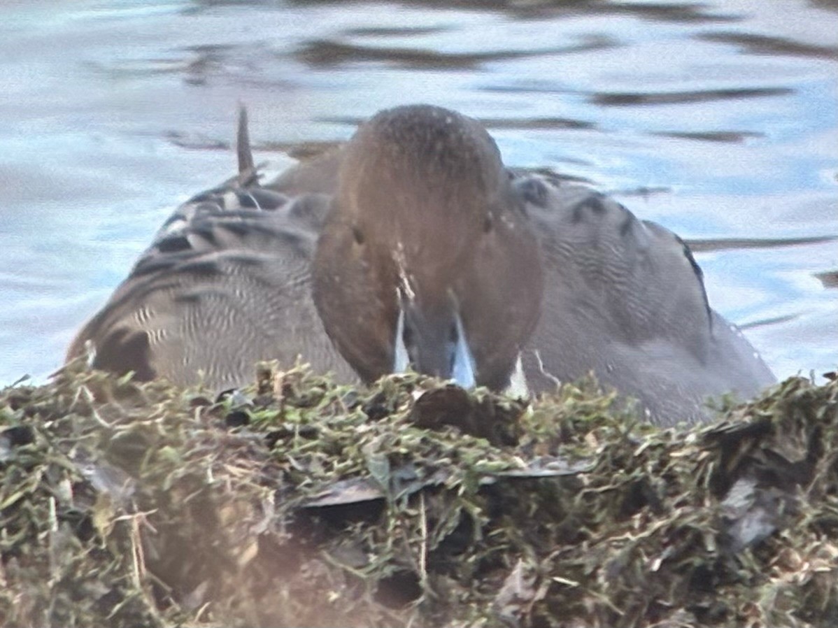 オナガガモ - ML647510759