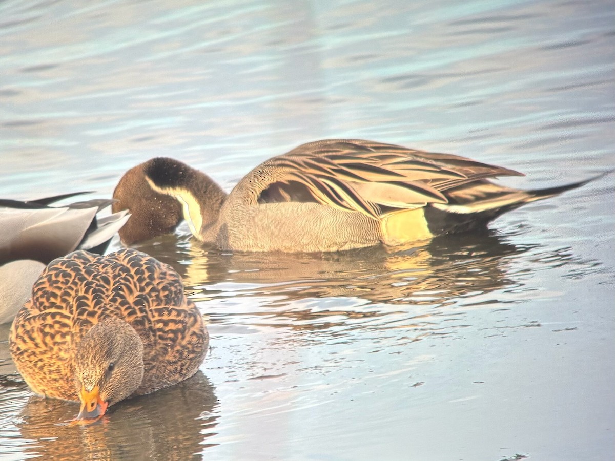 オナガガモ - ML647510760