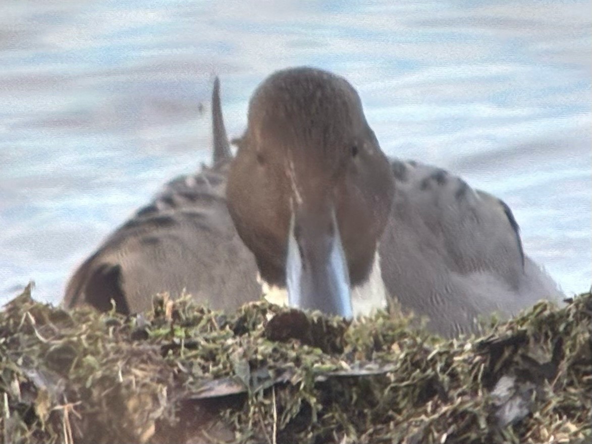 オナガガモ - ML647510762