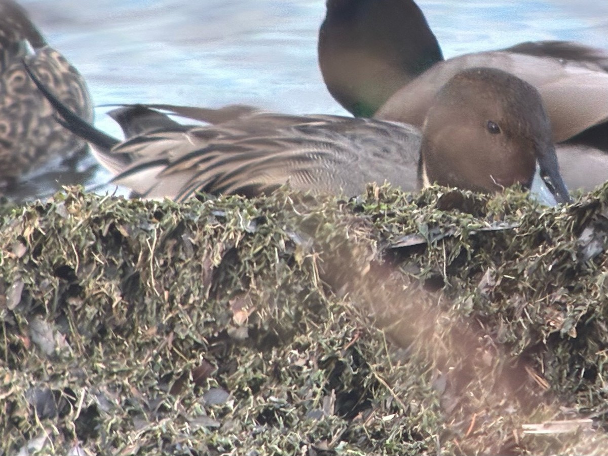 オナガガモ - ML647510763