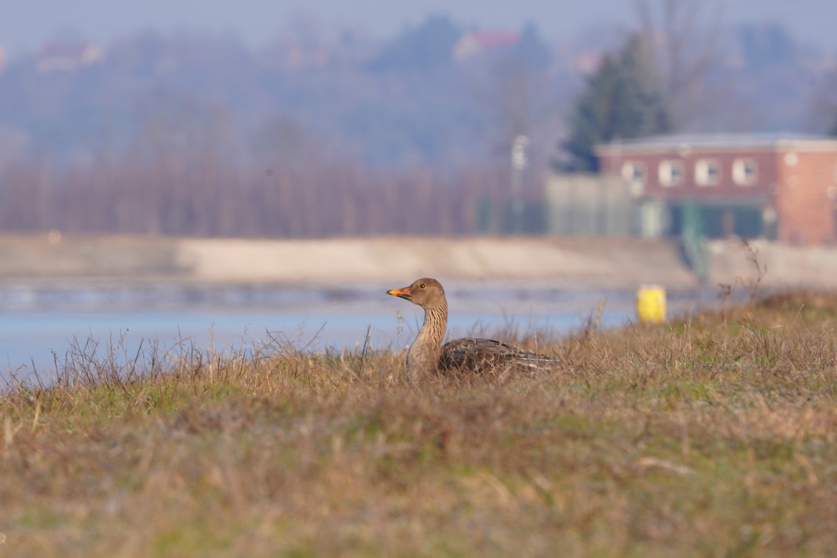 Ánsar Campestre de la Taiga - ML647510764