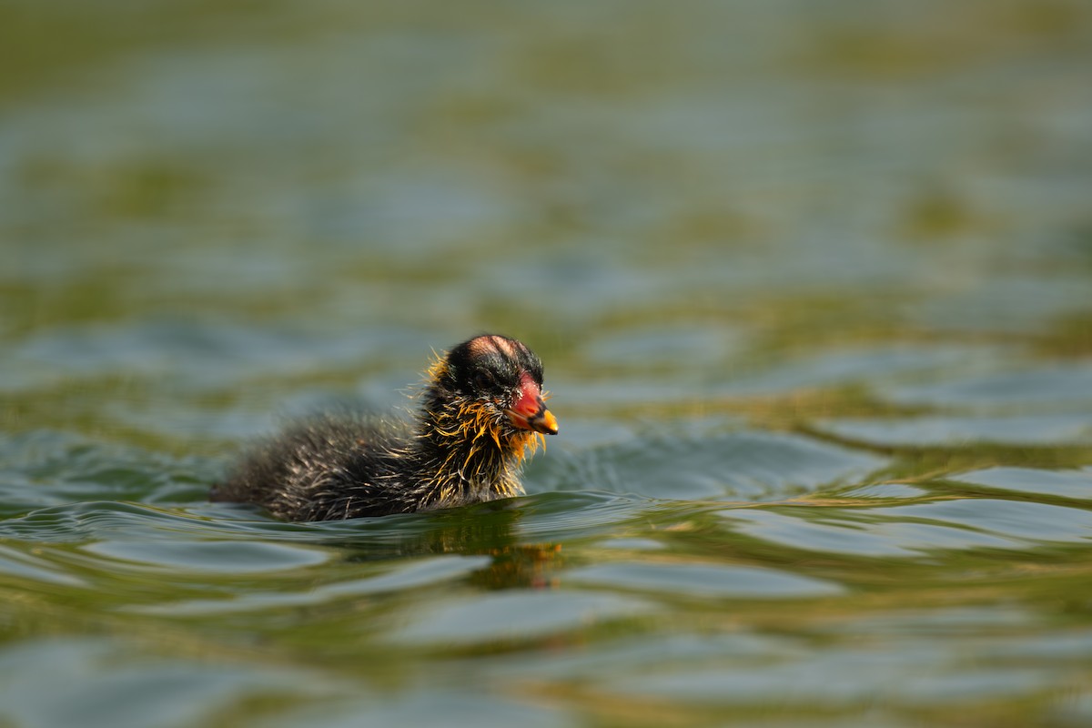 Focha Andina - ML647510783