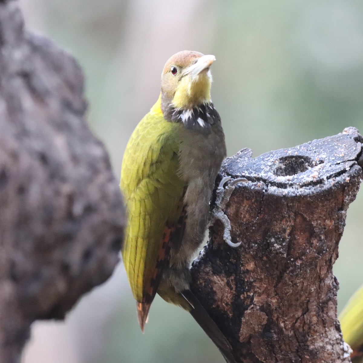 Pito Nuquigualdo - ML647510785