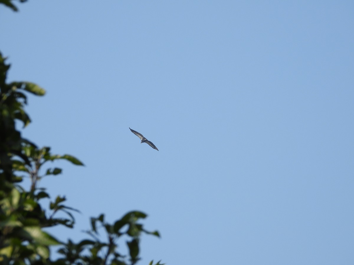 Buitre Dorsiblanco Asiático - ML647510786