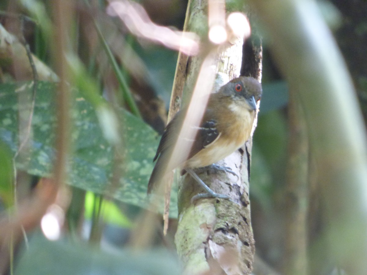 Hormiguero Carinegro - ML647510787