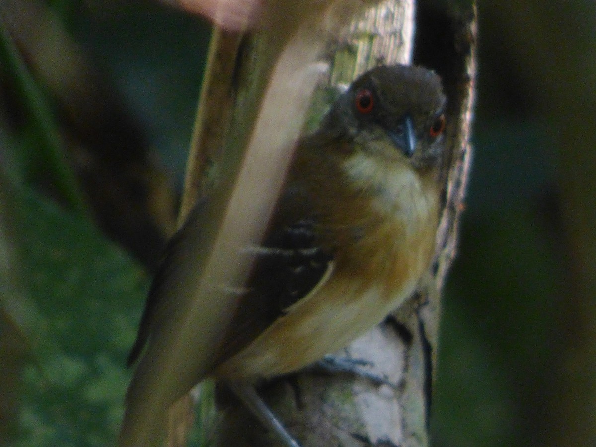 Hormiguero Carinegro - ML647510788