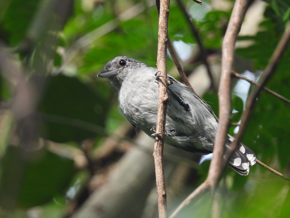 Batará Pizarroso Occidental - ML647510789