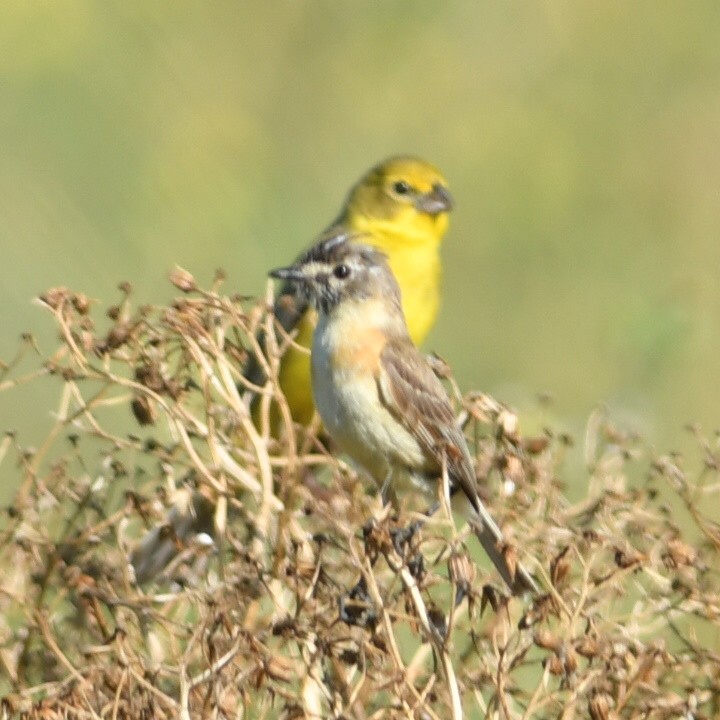 Tachurí Barbado - ML647510792