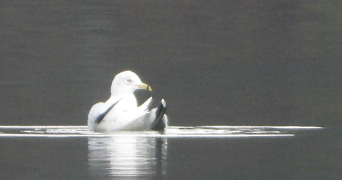 Gaviota de Delaware - ML647510793