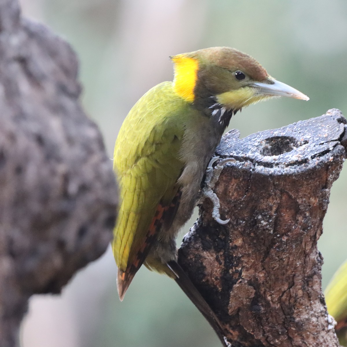 Pito Nuquigualdo - ML647510794