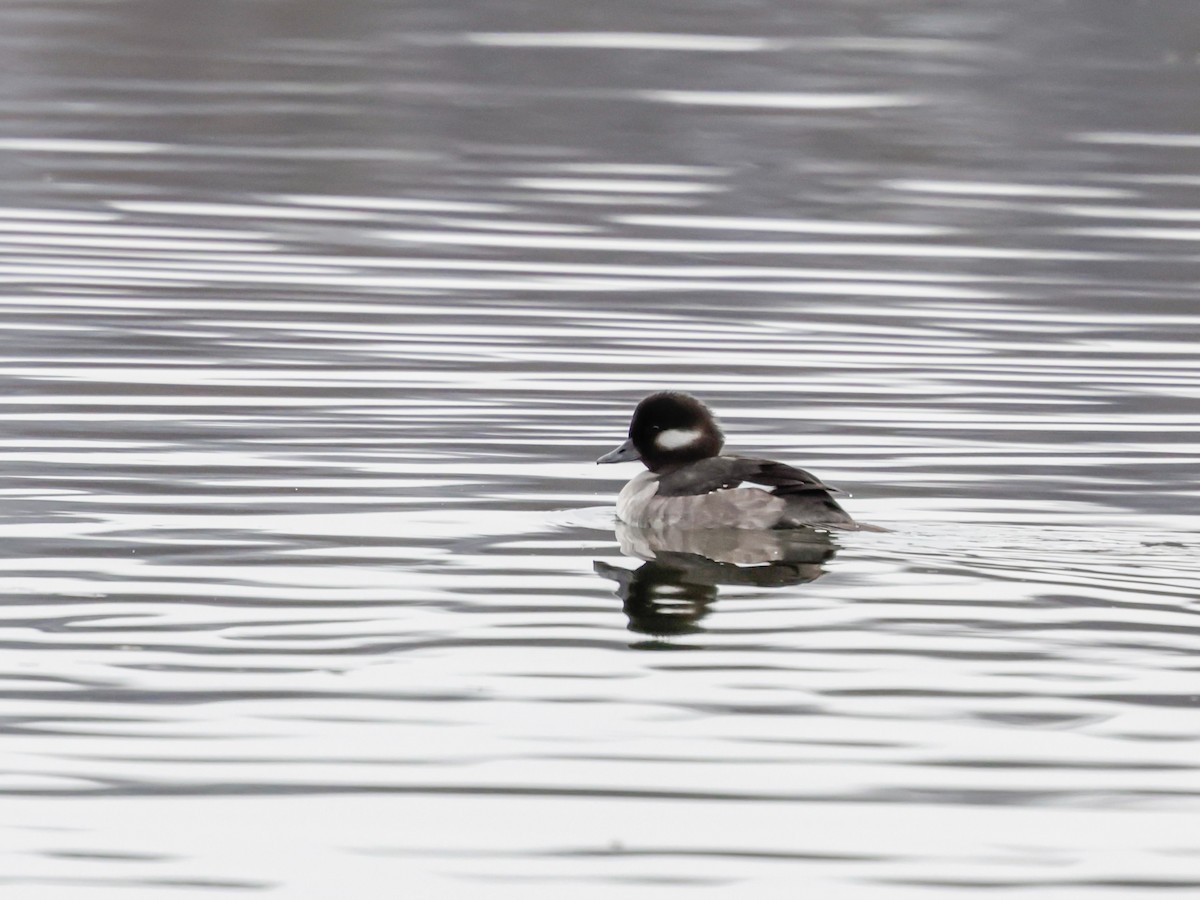 Porrón Albeola - ML647510795