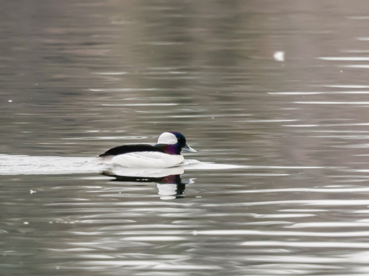 Porrón Albeola - ML647510796