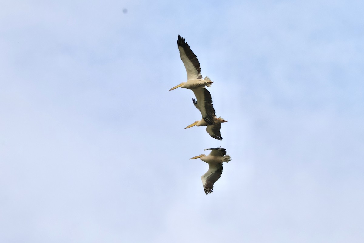 Pelícano Común - ML647510798