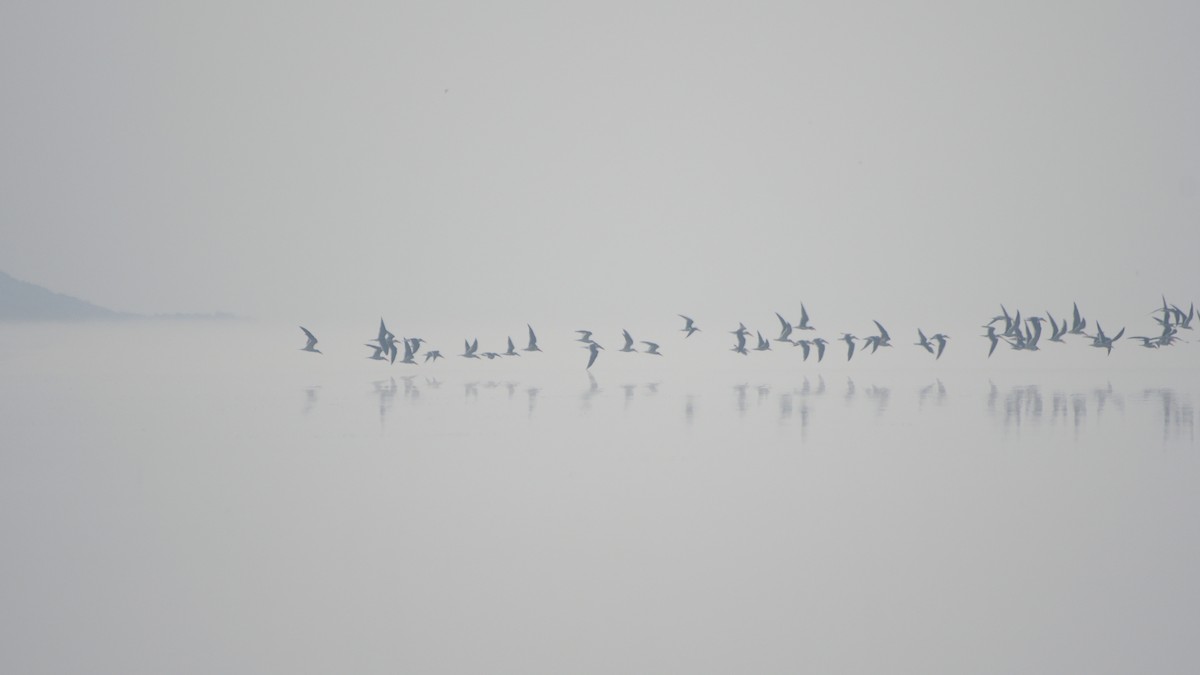 Rayador Indio - ML647510799