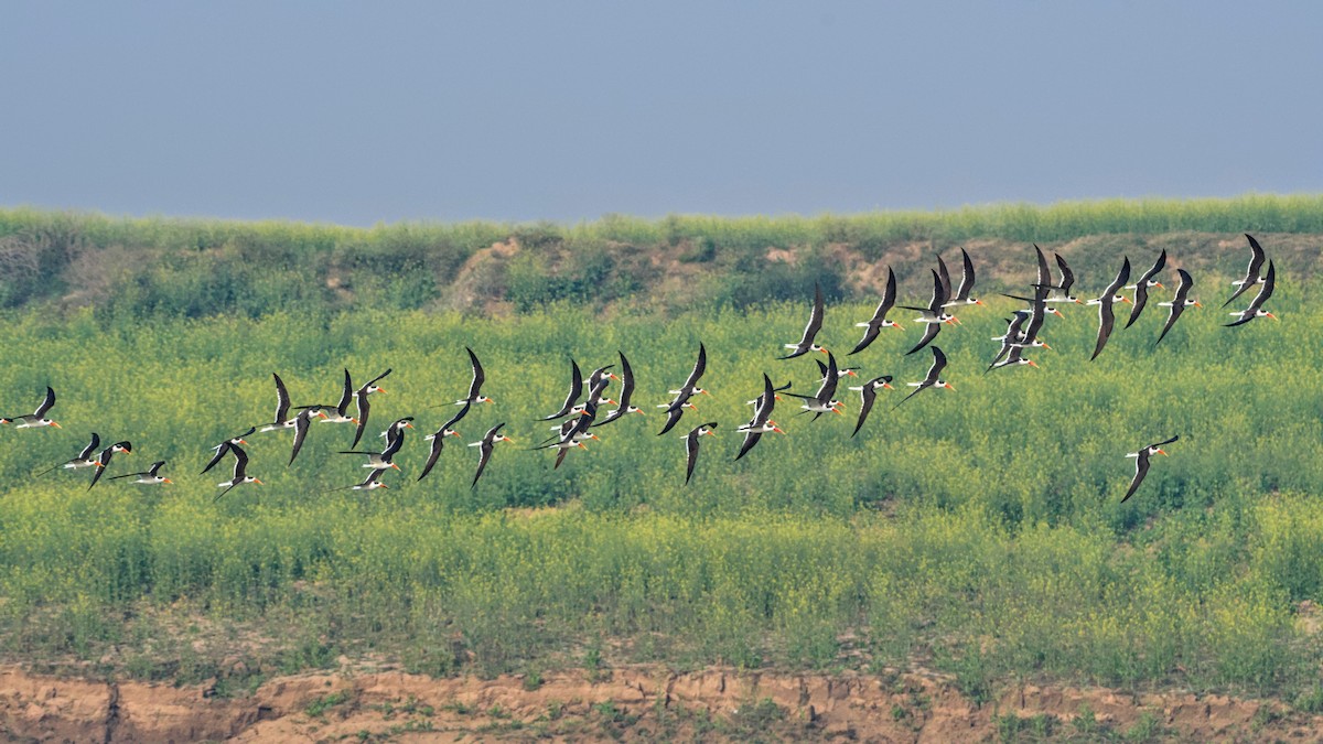 Rayador Indio - ML647510800