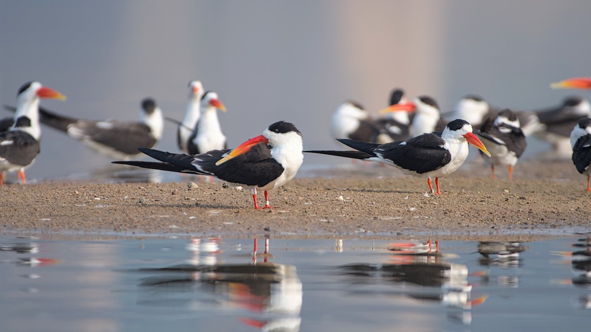 Rayador Indio - ML647510801