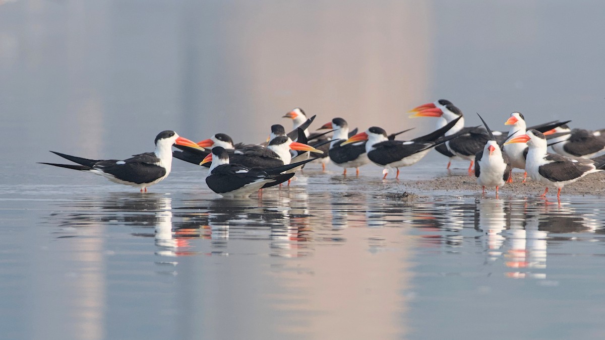 Rayador Indio - ML647510803