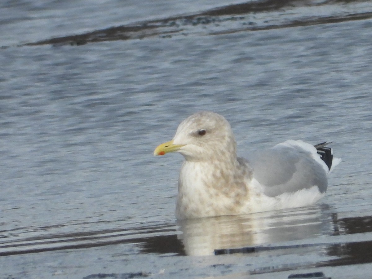 Gaviota Groenlandesa (Esquimal) - ML647510804