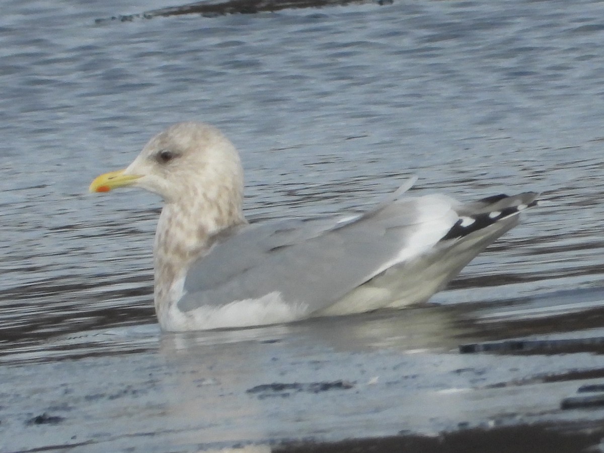 Gaviota Groenlandesa (Esquimal) - ML647510805