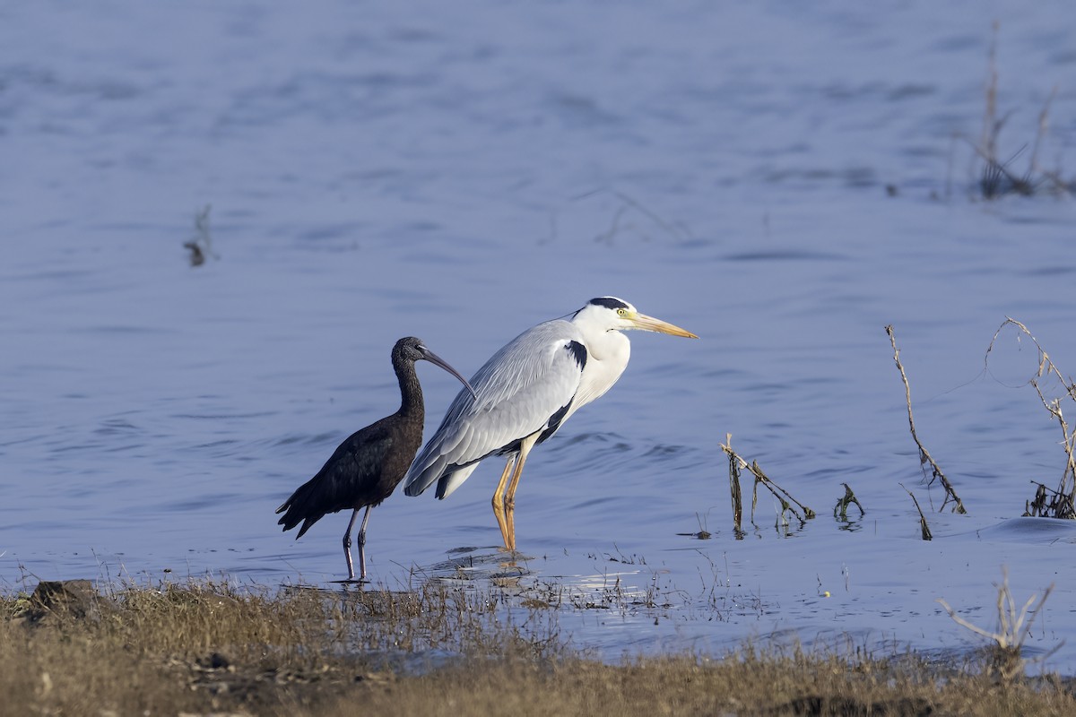 Morito Común - ML647510806