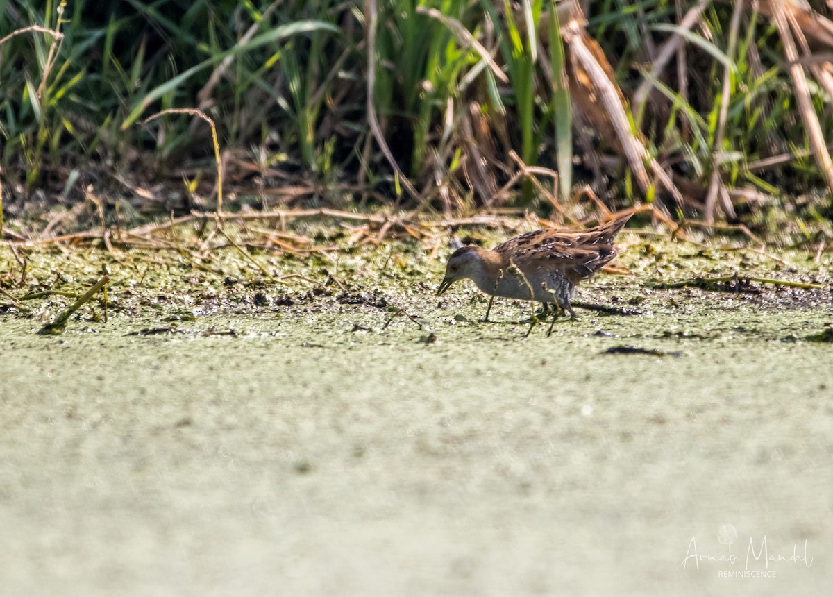 Anhinga Asiática - ML647510807