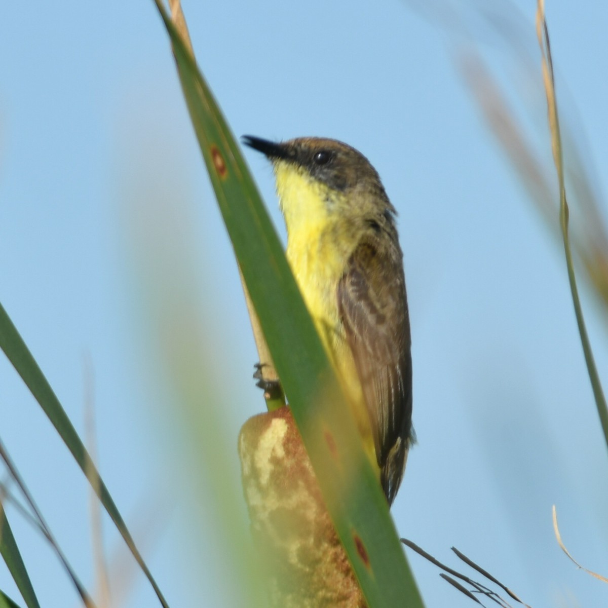 Doradito Común - ML647510808