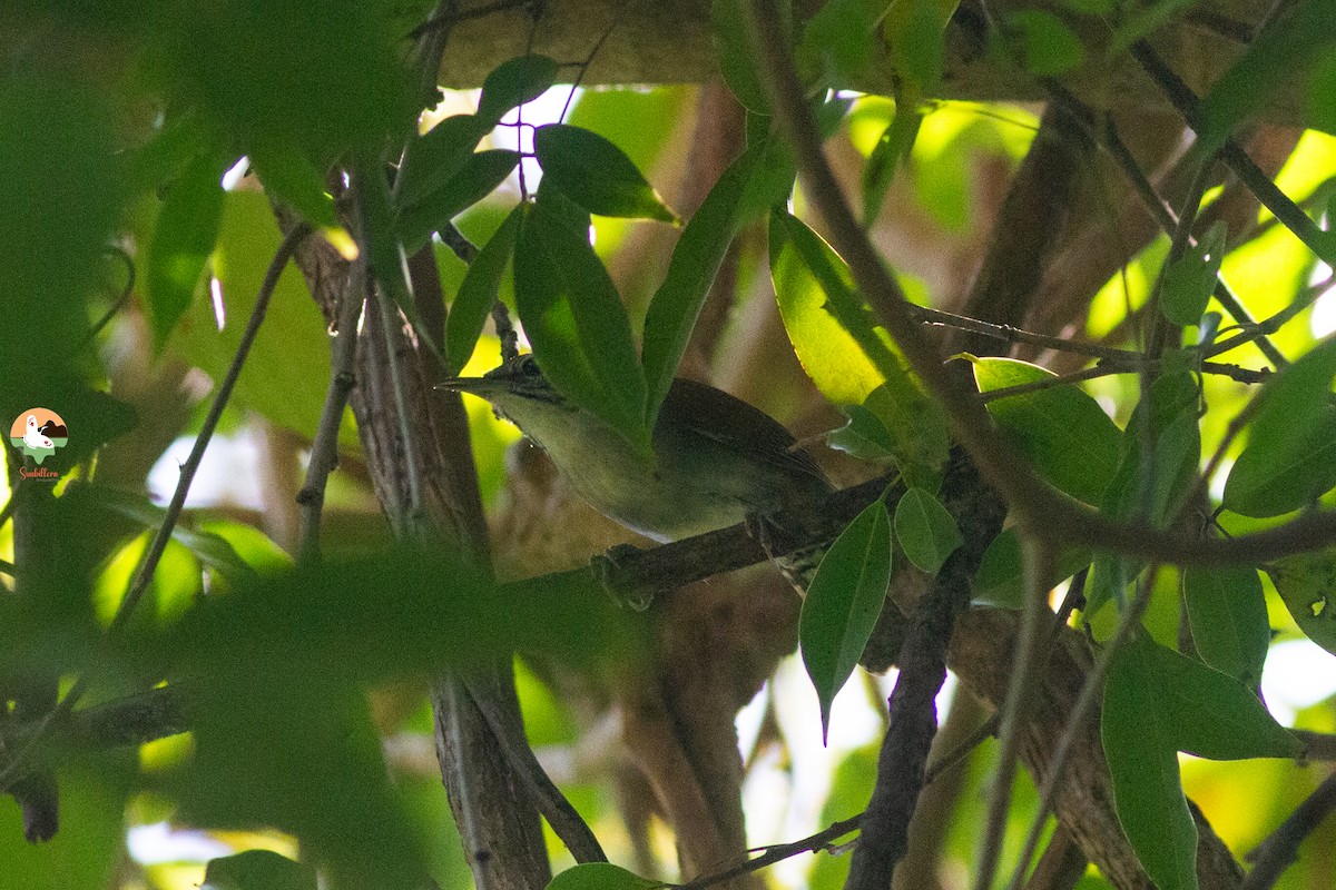 Cucarachero Rufiblanco - ML647510809