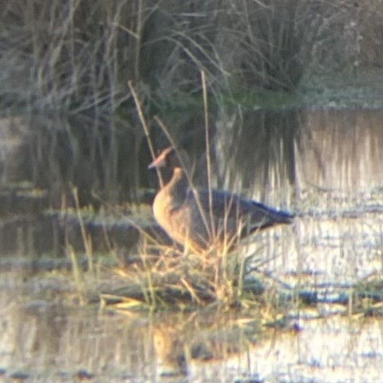 Ánsar Común - ML647510810