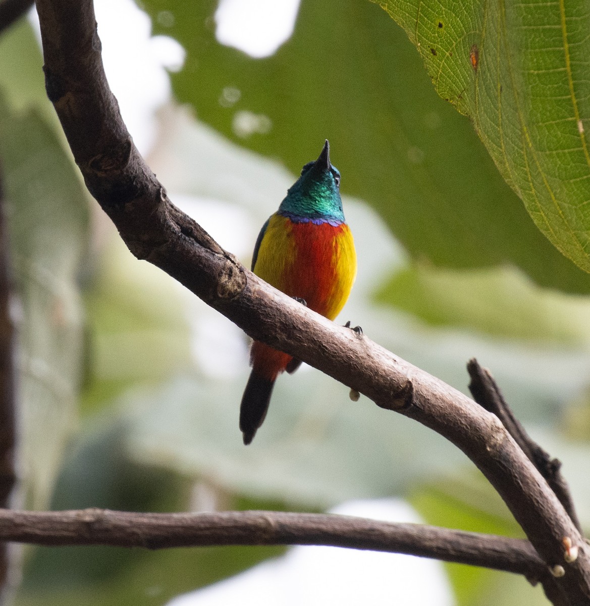 Suimanga Real - ML647510812