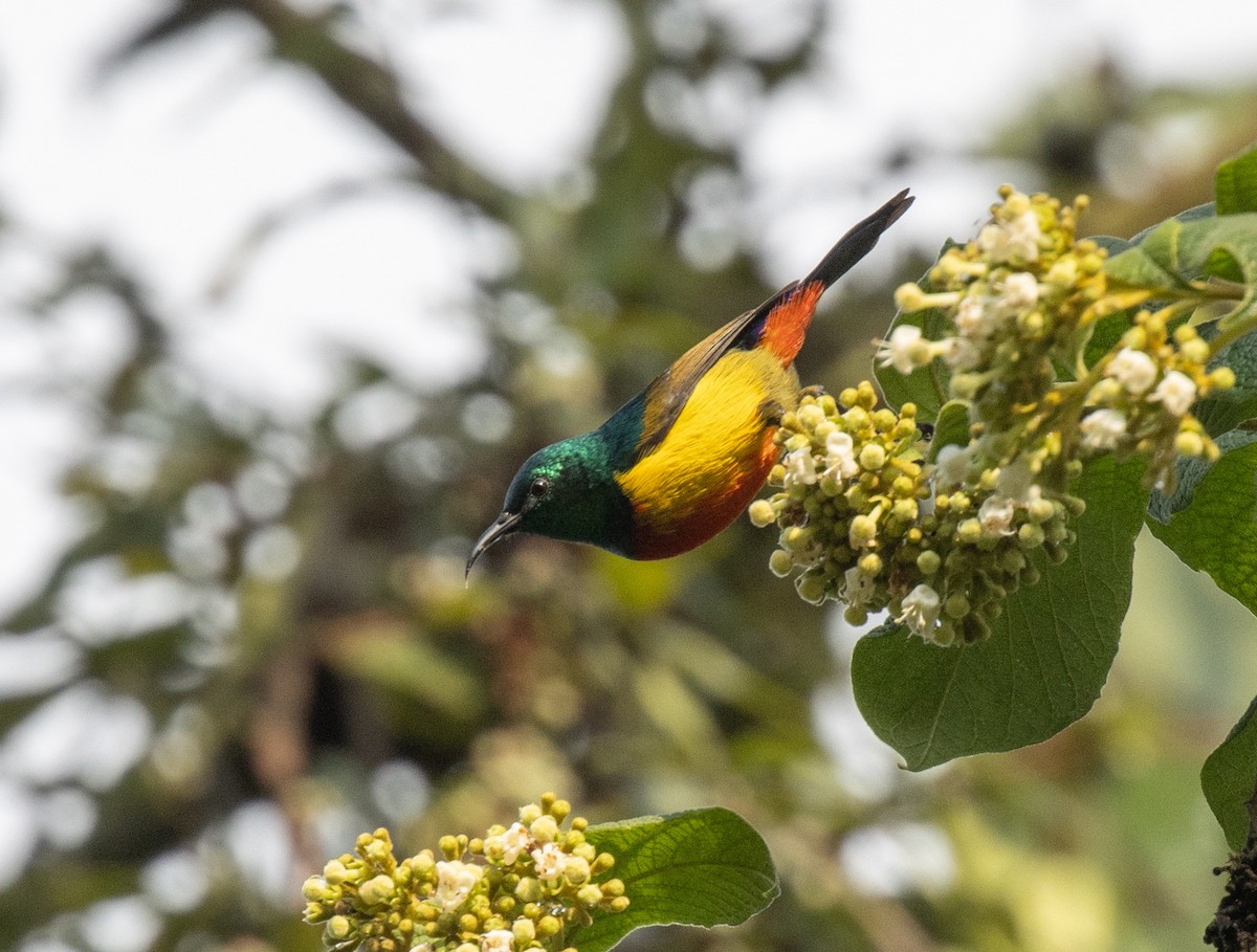 Suimanga Real - ML647510814