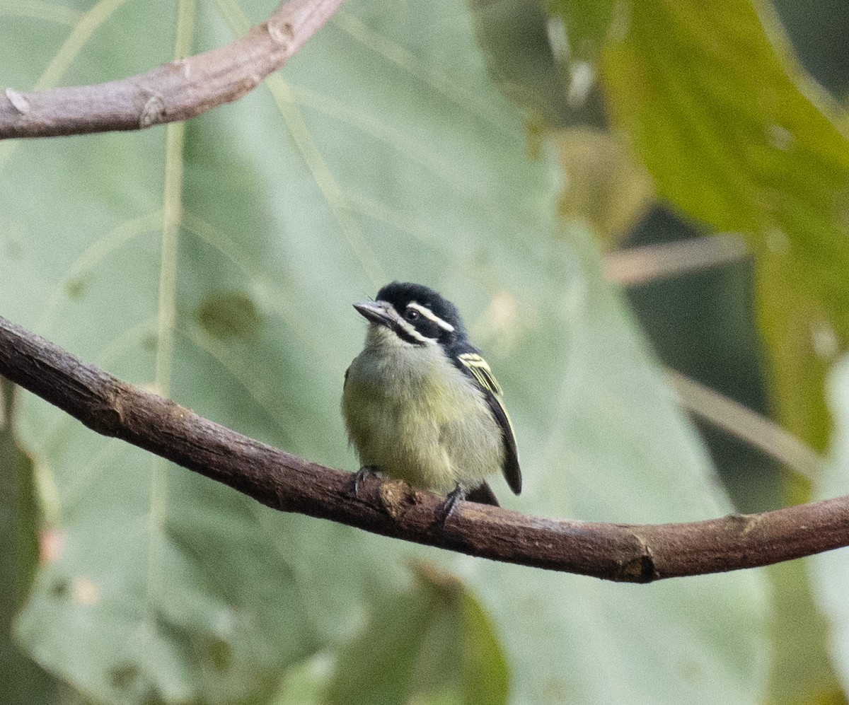 Yellow-rumped Tinkerbird (Yellow-rumped) - ML647510819