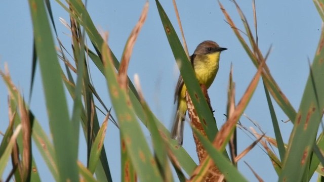 Дорадито очеретяний - ML647510828