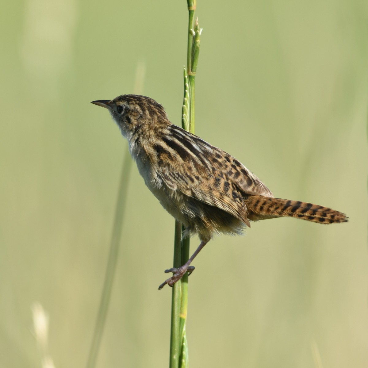 Овад річковий - ML647510838