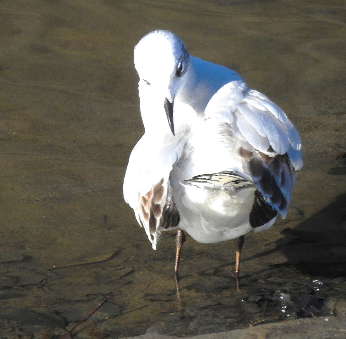 Mediterranean Gull - ML647510844