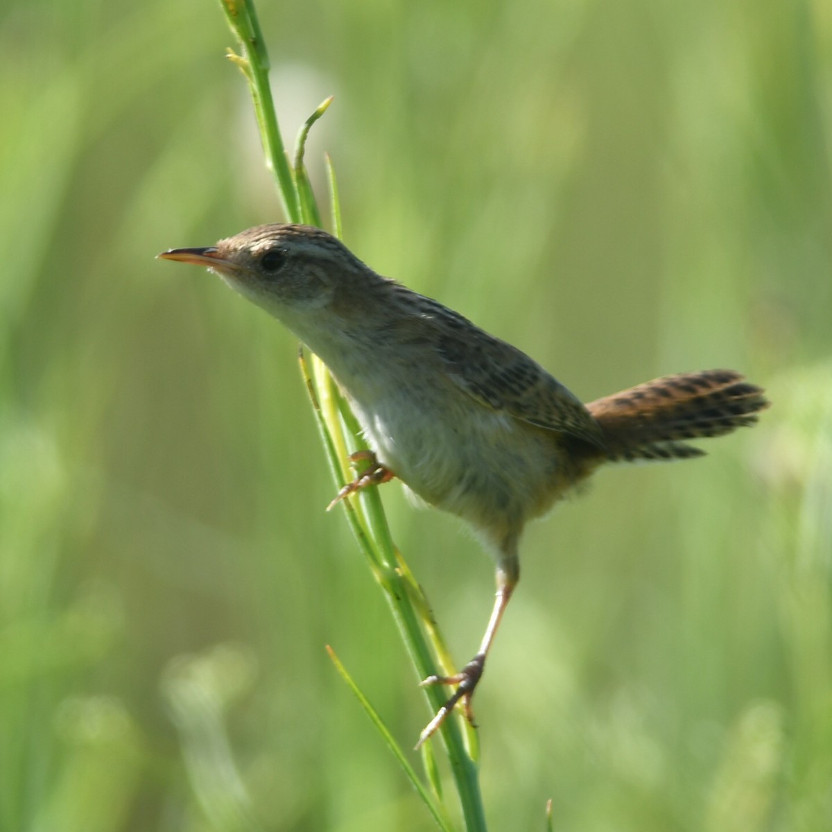 Овад річковий - ML647510850