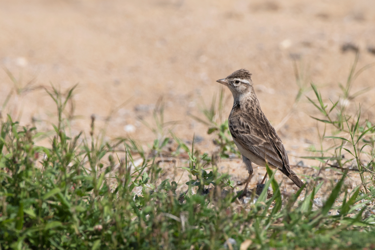 Mongolian Short-toed Lark - ML647510852