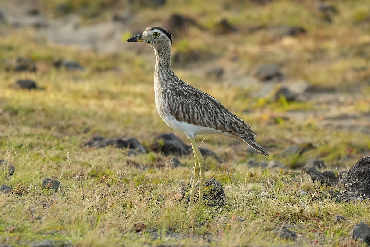 Double-striped Thick-knee - ML647510883