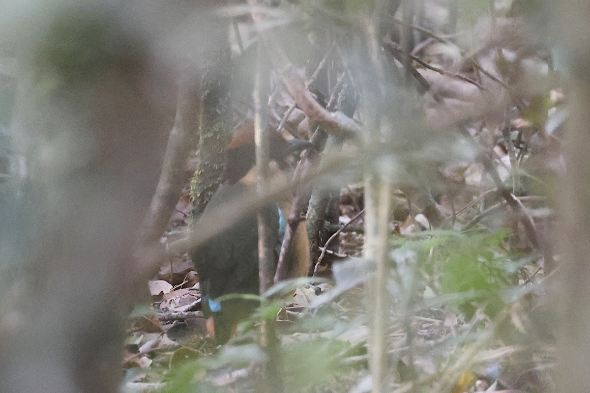 Noisy Pitta - ML647510884