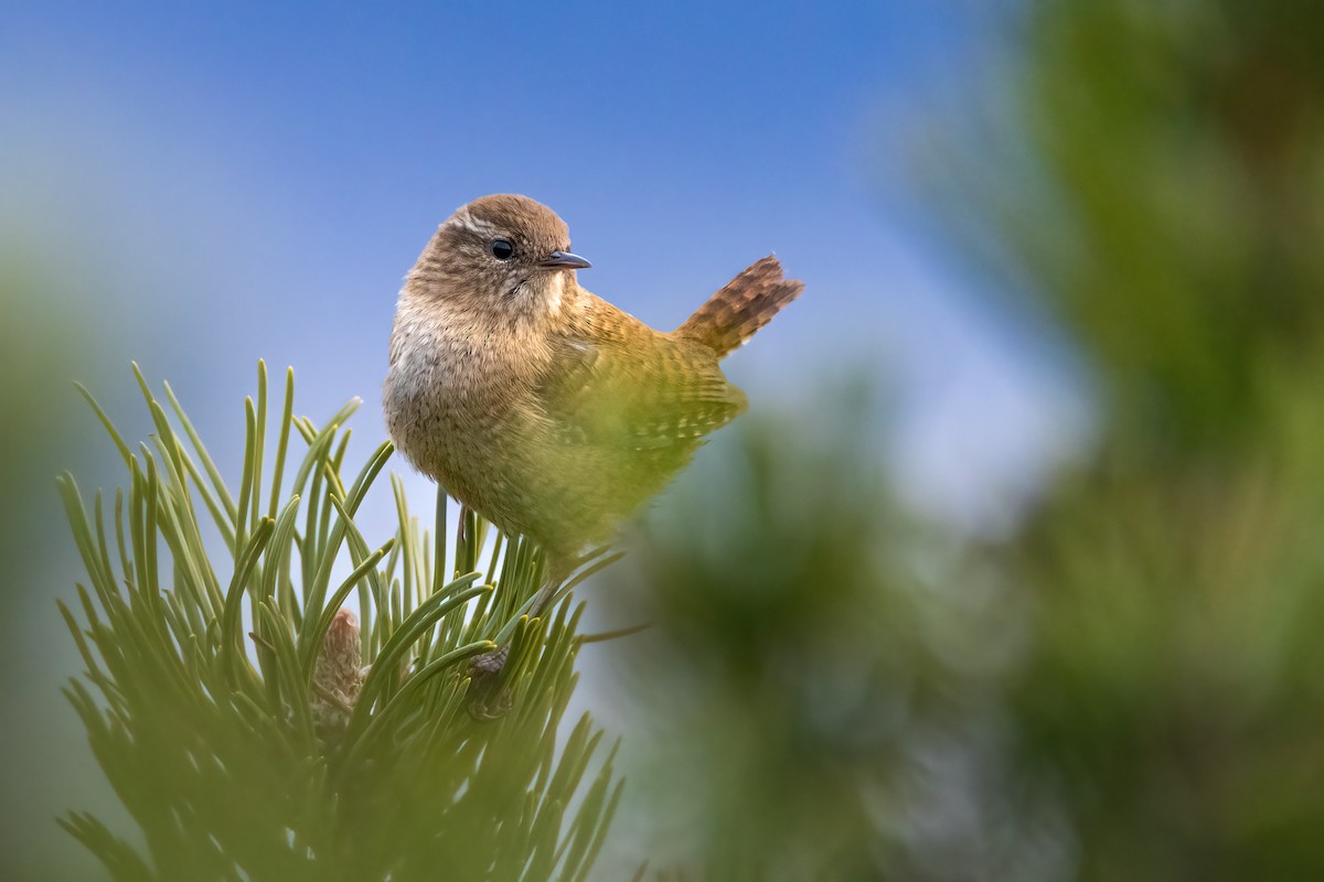 Eurasian Wren - ML647510886