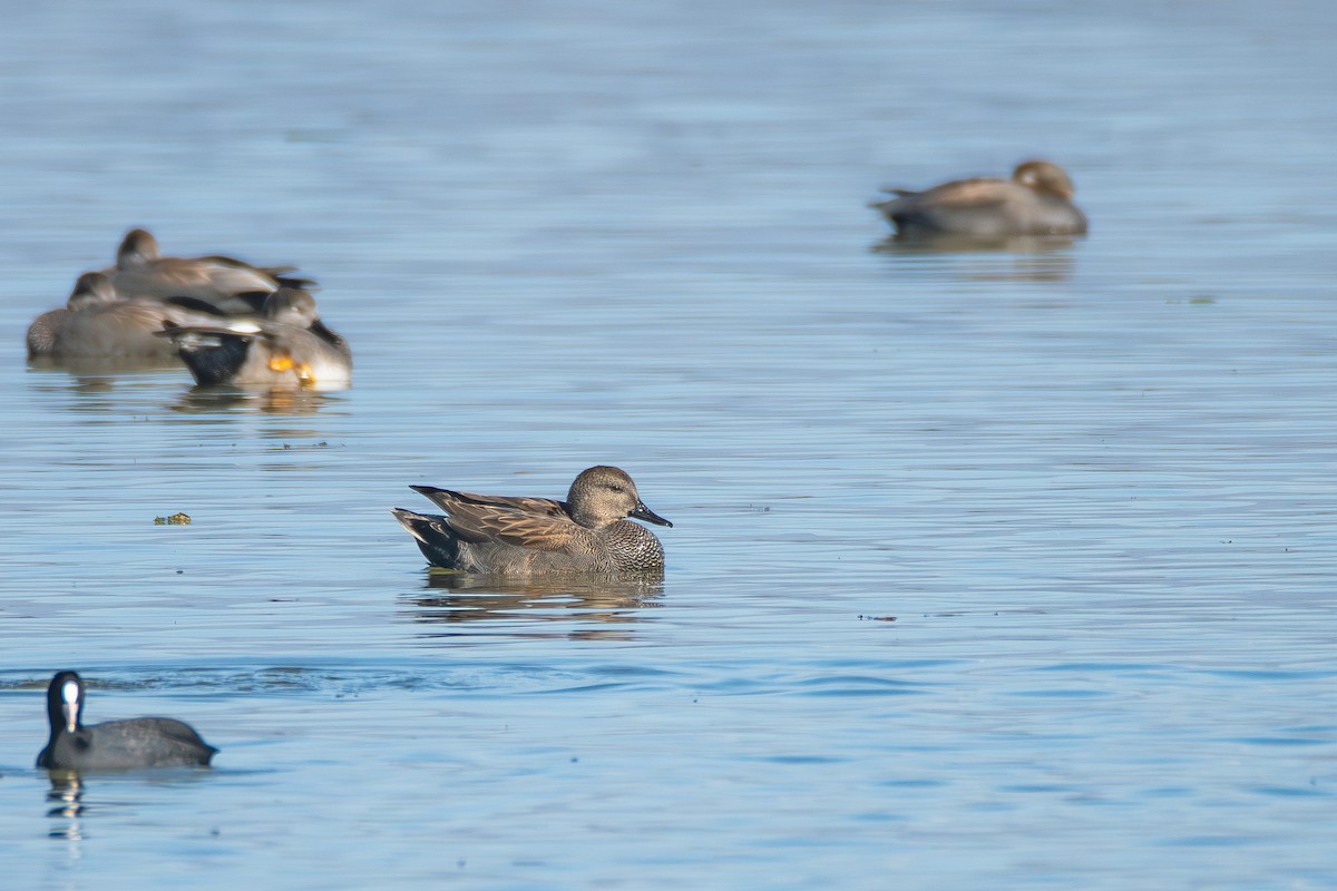 Gadwall - ML647510887