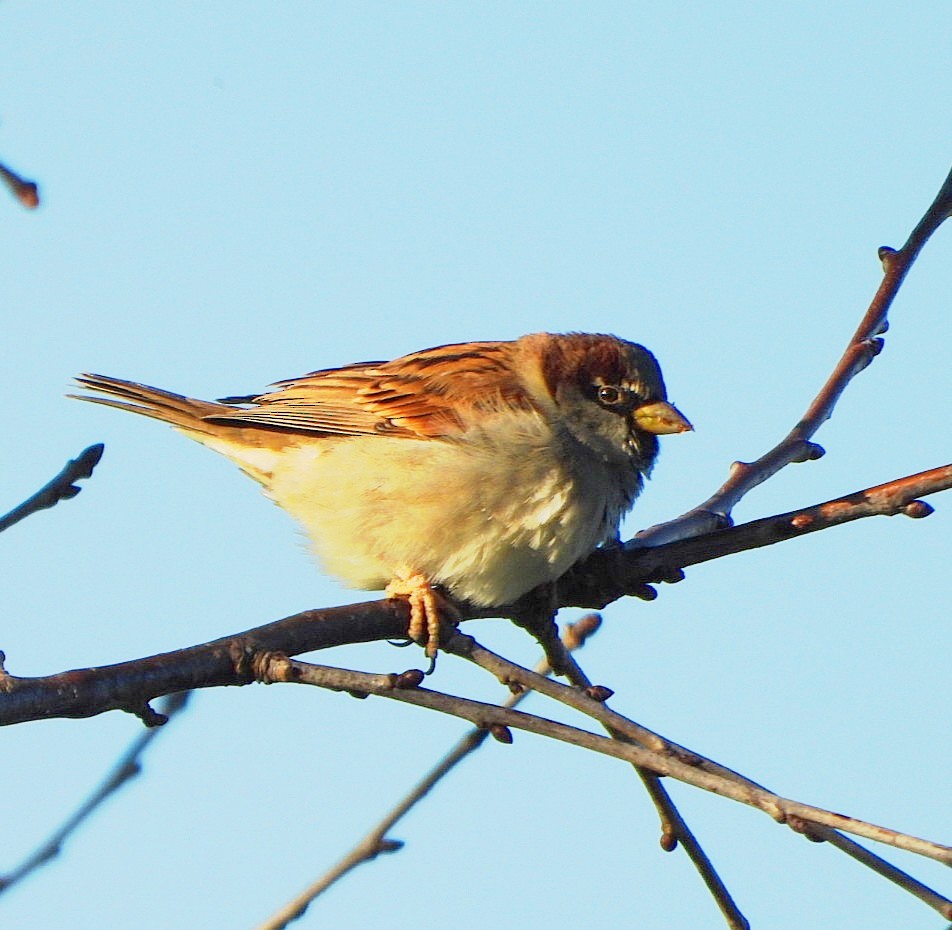 House Sparrow - ML647510888