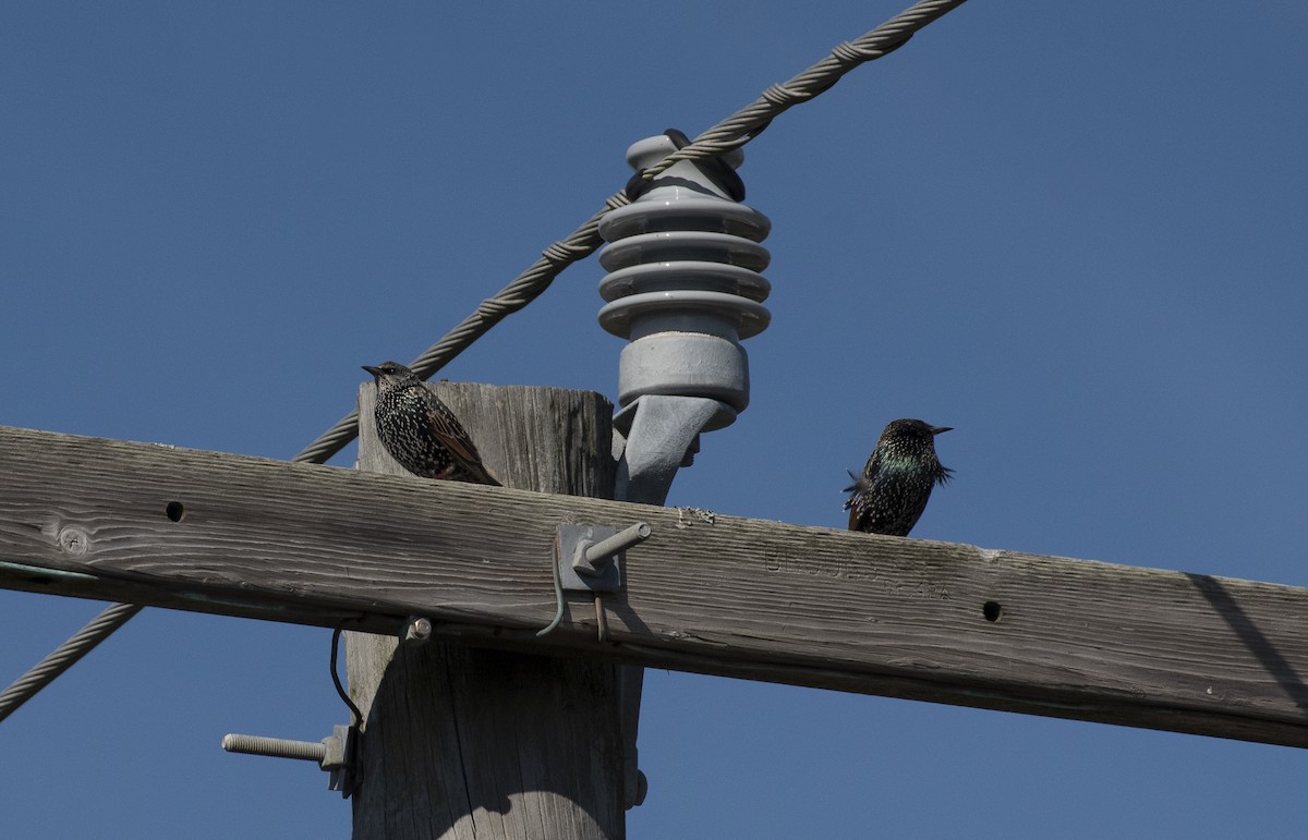 European Starling - ML647510890