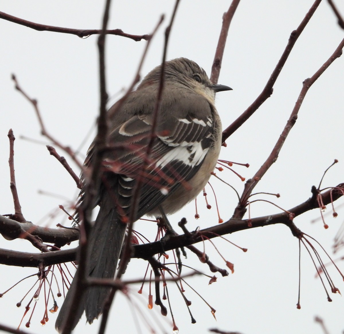 Northern Mockingbird - ML647510891