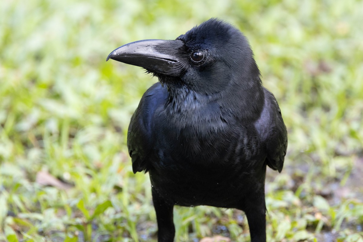 Large-billed Crow - ML647510892