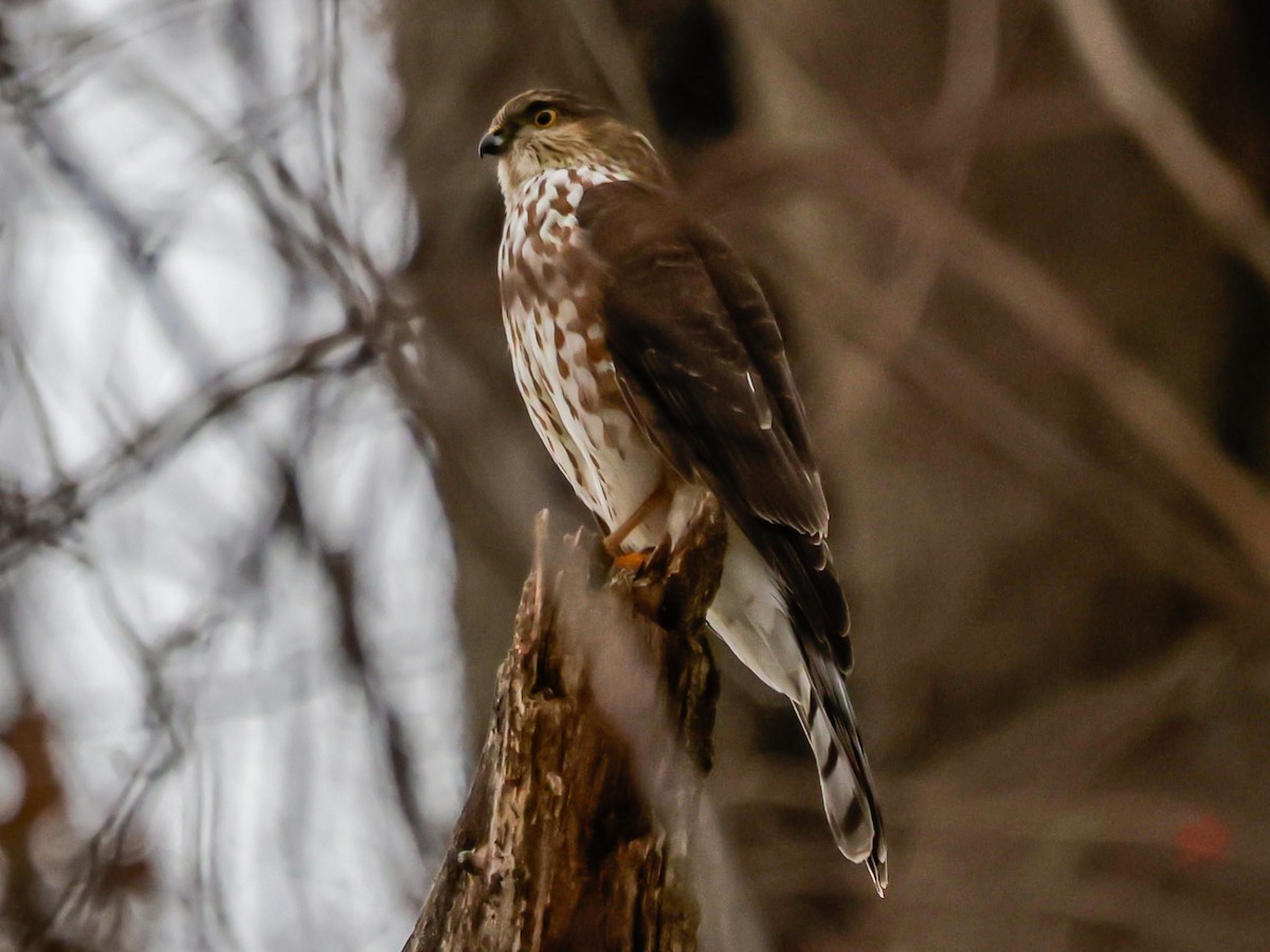 Sharp-shinned Hawk - ML647510893