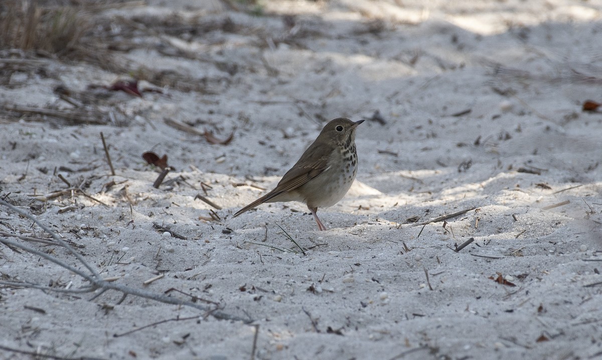 Hermit Thrush - ML647510894