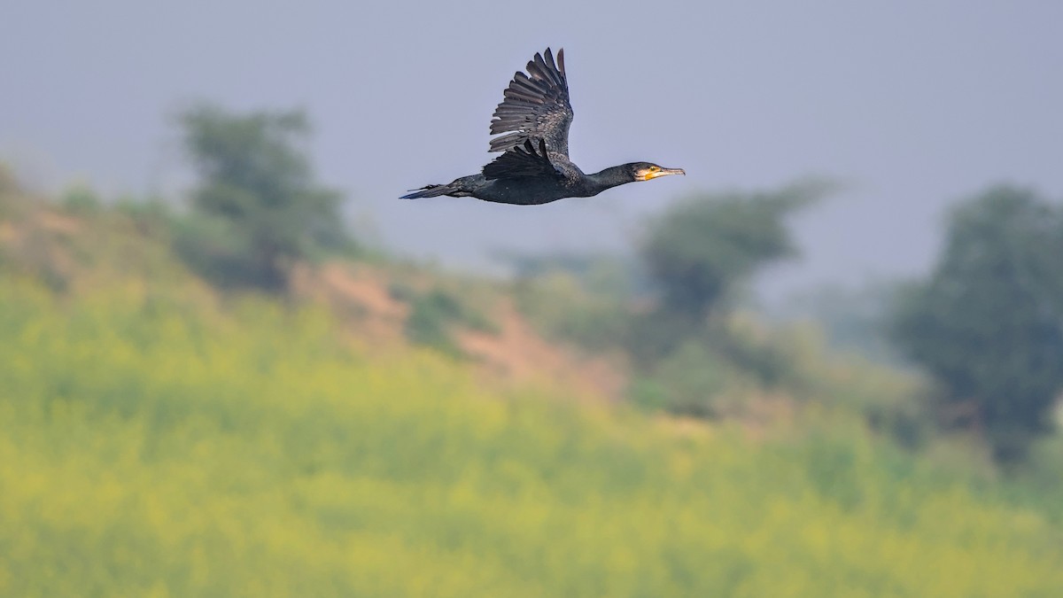 Great Cormorant - ML647510895
