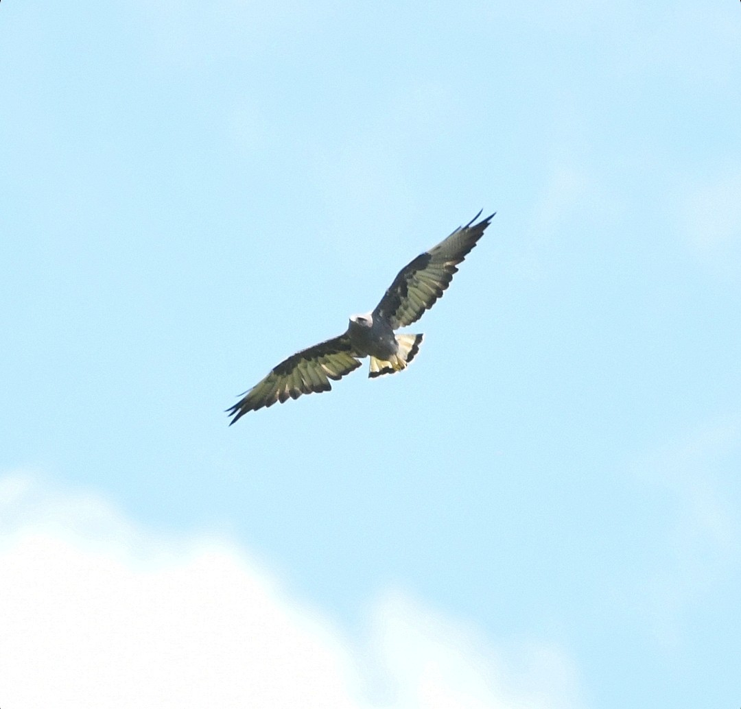White-tailed Hawk - ML647510896