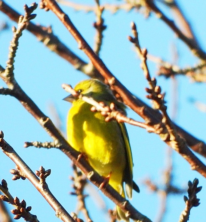 European Greenfinch - ML647510897