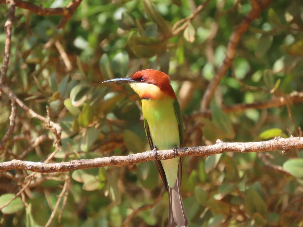 Chestnut-headed Bee-eater - ML647510898